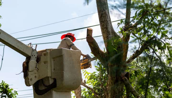 Tree care and maintenance services in Pocatello