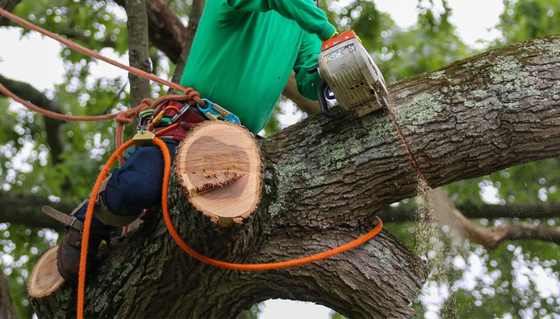 Relax with Pocatello best tree removal.