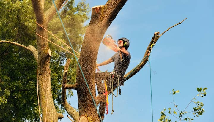 Pocatello tree removal experts solve tree issues.