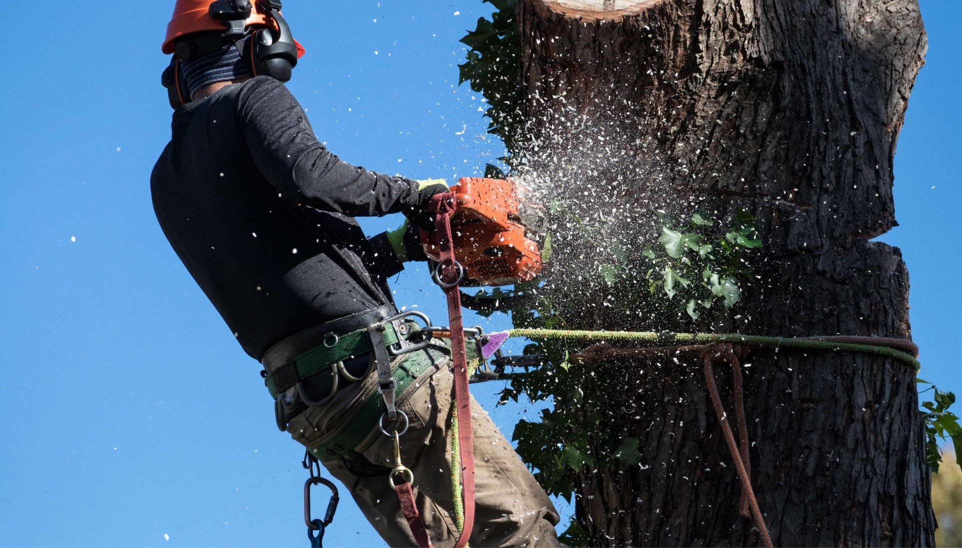Professional Tree removal solutions in Pocatello